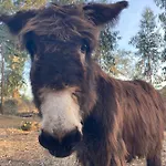 Quintinha Silvestre Farm stay Tondela