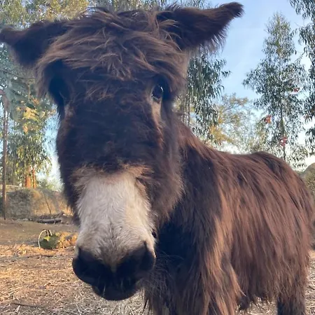 Quintinha Silvestre Alojamento de Turismo Rural Tondela