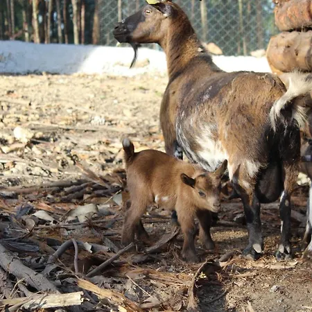 Quintinha Silvestre * טונדלה