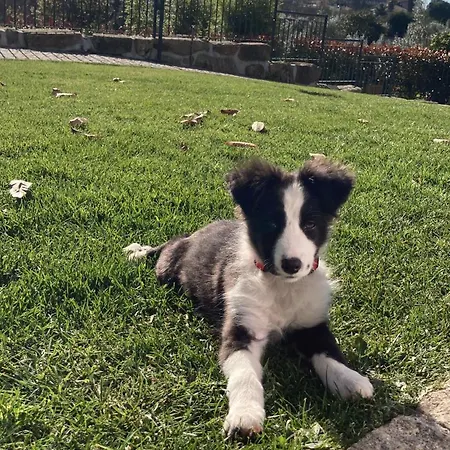 Quintinha Silvestre