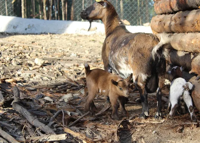 Quintinha Silvestre * Tondela